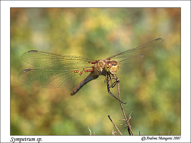 Acari acquatici parassiti di libellule